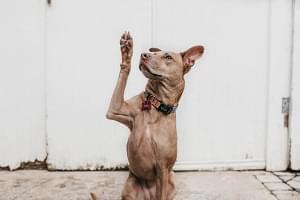 A beautiful dog raising a paw to ask a question.